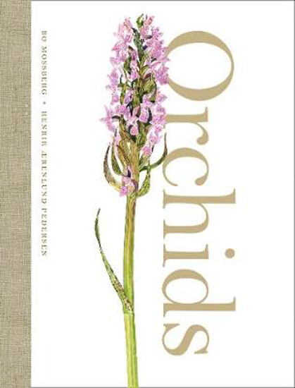 Picture of Orchids
