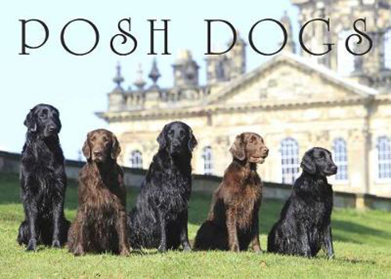 Picture of Posh Dogs