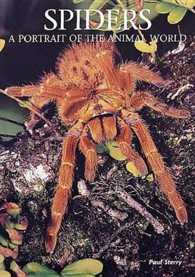 Picture of Spiders: A Portrait Of The Animal World (Sterry) HB