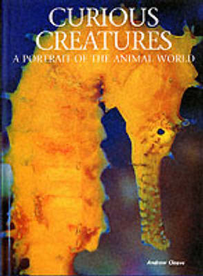 Picture of Curious Creatures
