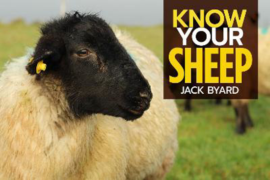 Picture of Know Your Sheep