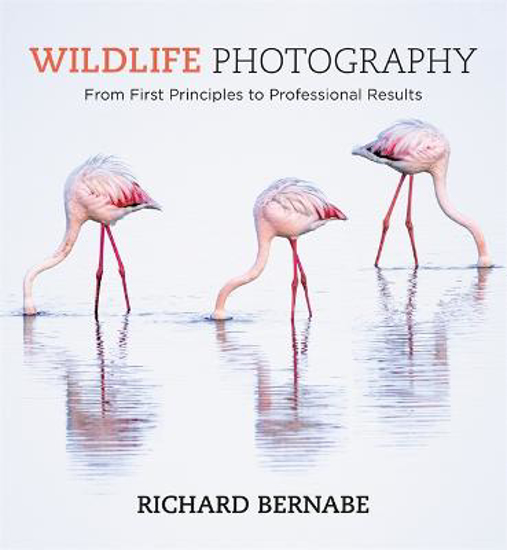 Picture of Wildlife Photography
