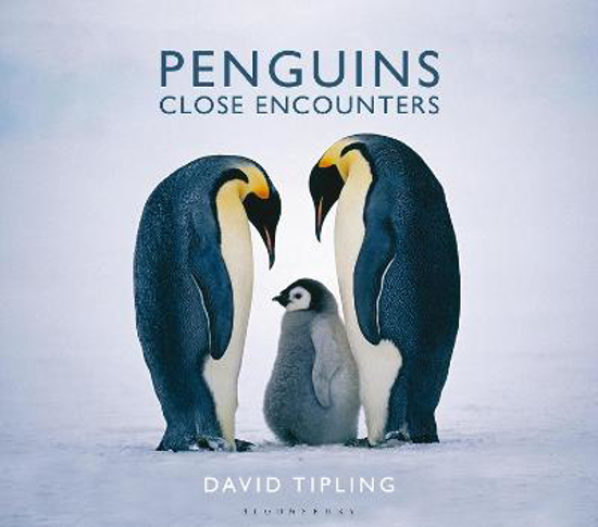 Picture of Penguins: Close Encounters